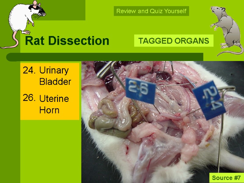 Rat Dissection 24.   26.     TAGGED ORGANS Source #7